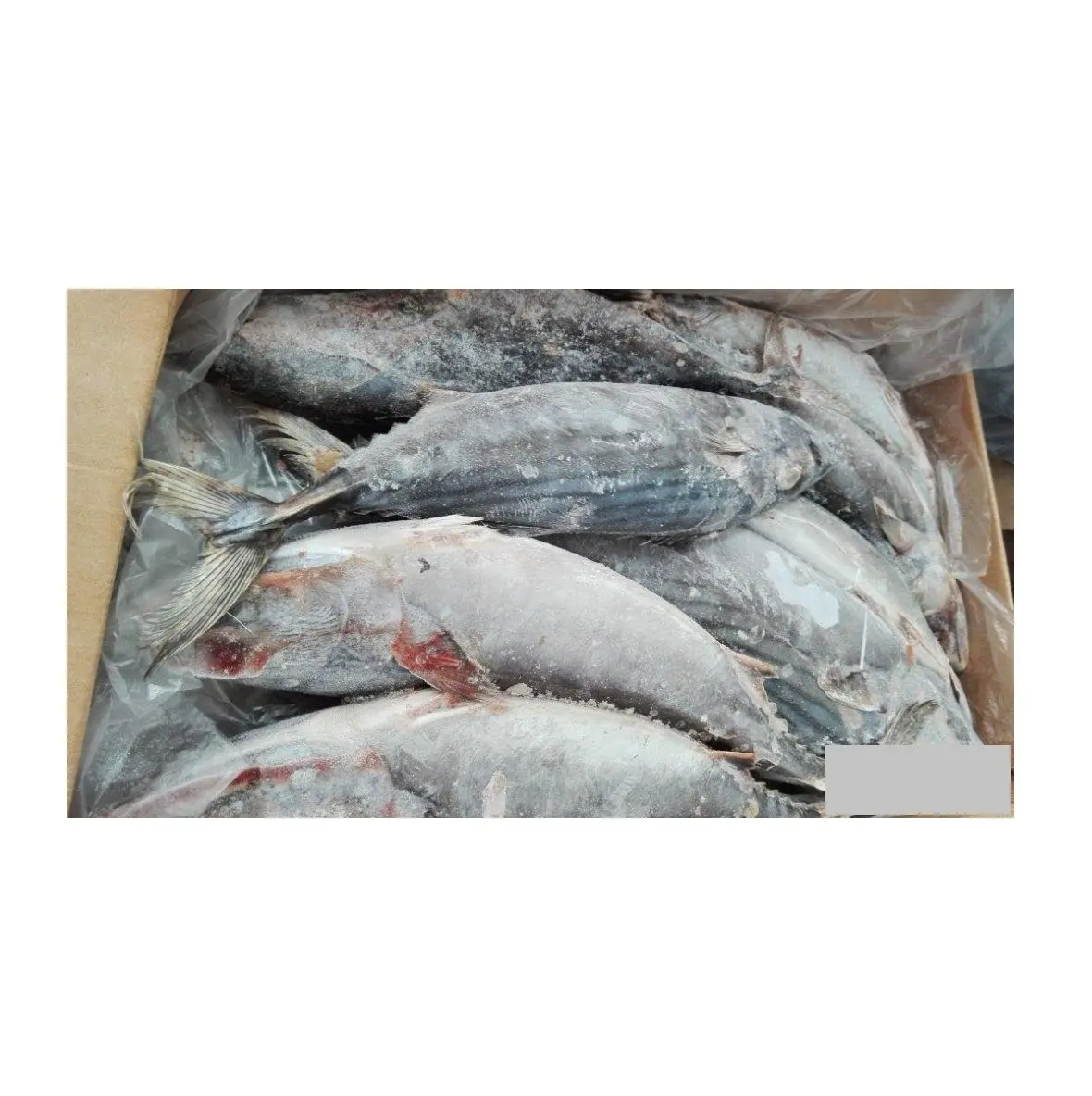 Highest Quality Best Price Direct Supply IQF belted bonito/striped tuna frozen bonito fish size 1-2kg Bulk Fresh Stock