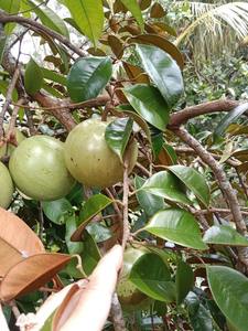Pomme étoilée violette fraîche du Vietnam, qualité supérieure, fruit tropical sucré, fournisseur, meilleur prix pour l'exportation - Product Image 2
