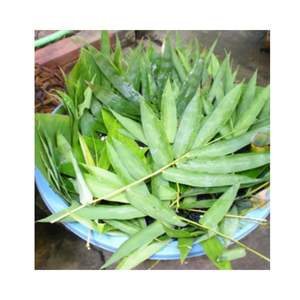 Hojas de Bambú Naturales de Alta Calidad para Envolver Pasteles, Material Seco, Listo para Exportar desde Vietnam, 2 Años de Vida Útil, Vietnam 99 GD - Product Image 1