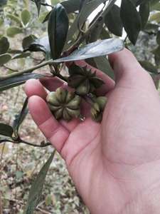 [Muestra gratis] Anís estrellado de otoño totalmente certificado/Anís estrellado de Primavera/Anís estrellado Tu Quy en Vietnam - Product Image 4