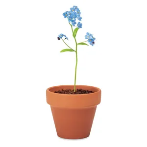 Graines de Myosotis (Oublions-moi-pourpre) écologiques pour pots et jardinières - Product Image 1