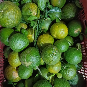 Comment acheter des oranges à peau verte à partir de fruits d'agrumes frais et naturels pour la distribution au détail et la fabrication de boissons en provenance du Vietnam - Product Image 1