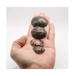 Coquillages d'allaitement naturels Coquilles de mer ovales polies Coquilles d'allaitement du Vietnam - Product Image 1