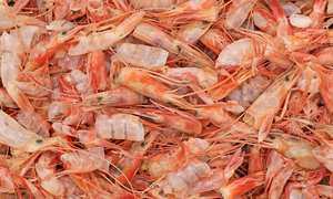 ARTICLE CHAUD 2024/COQUILLE DE CREVETTES VIETNAMIENNES POUR L'ALIMENTATION DES ANIMAUX | INGRÉDIENTS NATURELS PURS - Product Image 5