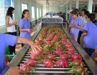 Volledig biologische rode drakenvrucht met wit-rood vruchtvlees, superlekker, frisse smaak, hoge kwaliteit voor export, goedkope prijs, Vietnam +84 379