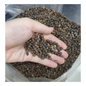 Semillas de papaya a granel secas y limpiadas para uso en polvo cosmético de aceite medicinal viables para cultivo y exportación industrial - Product Image 3