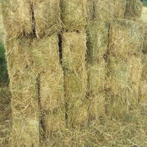 Meilleures ventes de foin d'herbe de Rhodes vert de meilleure qualité du Pakistan fourrage animal exporté vers le Qatar Koweït Bahreïn Corée - Product Image 4