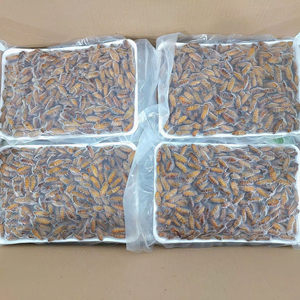 Bolsa seca de crisálida de gusano de seda congelado de la mejor calidad, almacenamiento de estilo gluten, pupas de gusano de seda secas, ÁNGULO - Product Image 1