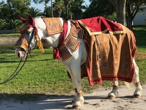 Decoración de Caballo para Bodas Indias Reales, Disfraces de Caballo Elegantes para Bodas Indias, Atuendo de Caballo de Terciopelo Rojo y Azul para Bodas - Product Image 5