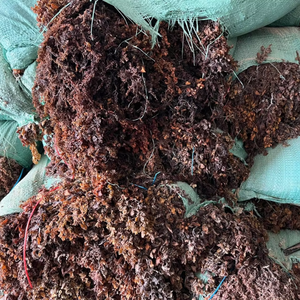 Algues sèches crues de sargasses pour l'alimentation des animaux-fournisseur d'algues du Vietnam - Product Image 3