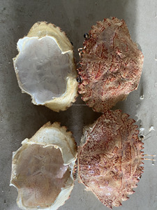 เปลือกหอยปูแห้งงานหัตถกรรมธรรมชาติเป็นมิตรกับสิ่งแวดล้อมสำหรับตกแต่งอาหารและศิลปะ - Product Image 6