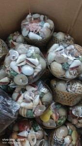 Conchas marinas naturales seleccionadas a mano: varios tamaños, decorativas, artesanales, a granel, ecológicas, formas únicas, calidad superior - Product Image 2