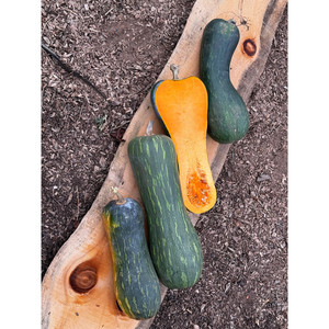 <span class=keywords><strong>Graines</strong></span> de courge <span class=keywords><strong>Butternut</strong></span> Cucurbita Moschata 5G Saveur délicate Fournitures de jardinage - Product Image 3