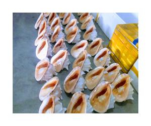 Coque de casque polie de qualité supérieure du Vietnam-Finition brillante et coque de casque de style océan naturel pour les marchés d'exportation - Product Image 3