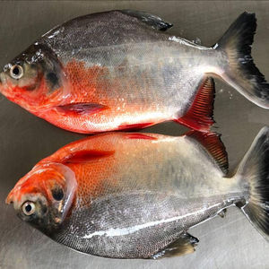 Mariscos Enteros LQF de Alta Calidad, 10 kg de Pescado Pomfret Rojo Congelado de Vietnam en Trozos, con 24 Meses de Duración - Product Image 5