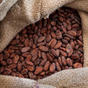 Fèves de cacao non fermentées de qualité supérieure d'Indonésie, meilleur prix, approvisionnement en vrac pour l'exportation depuis l'île de Bali - Product Image 5