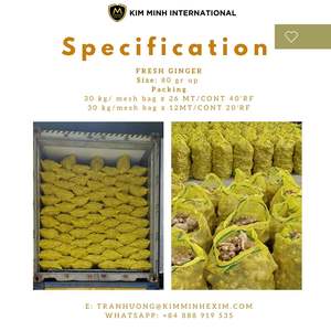 Jengibre Fresco de Vietnam de Alta Calidad con Proveedor de Grado de Exportación - Product Image 2