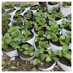 Fabricant de graines écologiques blanches, sacs de pépinière en polyéthylène résistant aux UV pour plantes agricoles