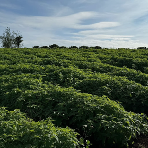 ผงใบแคทนิปแบบหยาบบรรจุในซองเล็ก รูปแบบของเล่น ทำจาก VIET NAM HOANG LINH SG บรรจุในกล่องสำหรับใช้ในบ้าน - Product Image 5