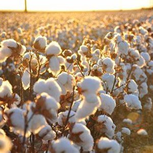 Offre exclusive de haute qualité (Gossypium Barbadense) sur 100% pur coton brut en gros exportation en vrac du Brésil filature blanchie - Product Image 3