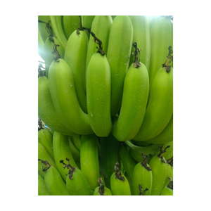 Plátano verde fresco para exportación, plátano sin madurar embalado a granel, ideal para cocinar, freír, madurar, adecuado para distribuidores de alimentos - Product Image 2
