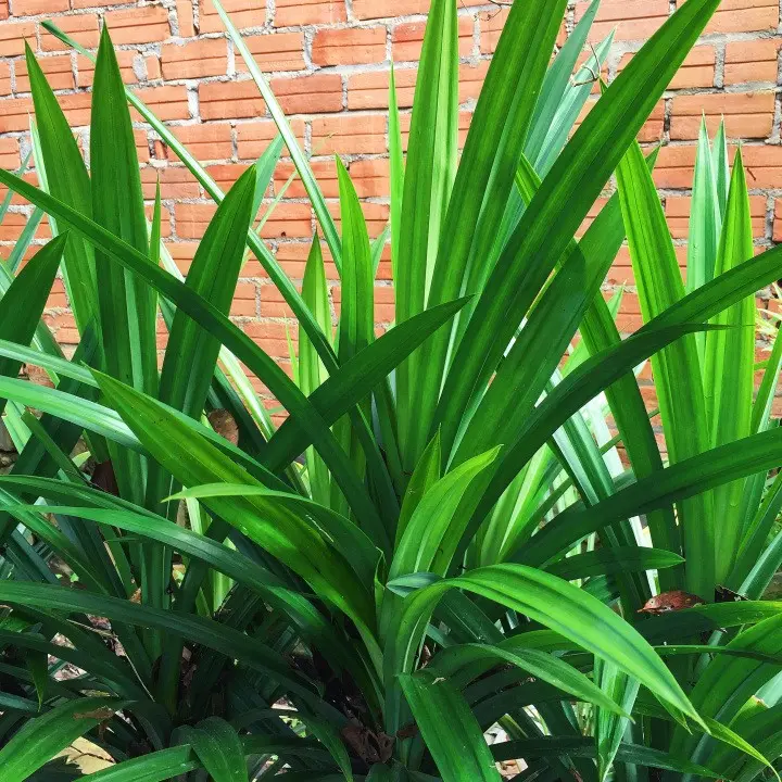 Frozen 100% Pandanus leave with cheap price and fast delivery best price and high quality