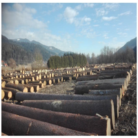 Grumes de bois de chêne de qualité supérieure et grumes de chêne hêtre épicéa de diamètre disponibles pour une livraison rapide à des prix de gros bon marché