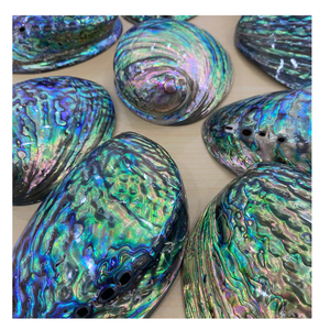 Coquille d'ormeau brut naturel Vietnam meilleur choix pour les collectionneurs de coquillages ornement fait à la main bricolage approvisionnement exportation - Product Image 2