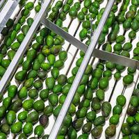 Avocats Hass frais, qualité supérieure, qualité d'exportation, approvisionnement en vrac dans le monde entier