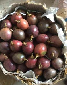Fruta de la Pasión congelada de Vietnam, vendedor top, lista para su Envío Mundial - Product Image 6