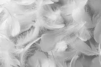 Plumes de canard blanches lavées de qualité supérieure sélectionnées pour la literie et les textiles de maison - OEM et export en gros disponibles