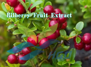 HGO Fournisseur direct d'usine d'extrait de fruit de myrtille naturel de qualité alimentaire, spécification d'anthocyanine 1%-25%, extrait standardisé - Product Image 2