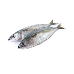 Pescado caballa fresco a bajo precio, posicionado para distribución al por mayor. - Product Image 5