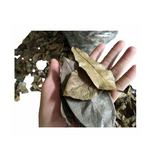 100% Feuille de corossol séchée naturelle, feuilles de Graviola de haute qualité du meilleur fournisseur au Vietnam - Product Image 2