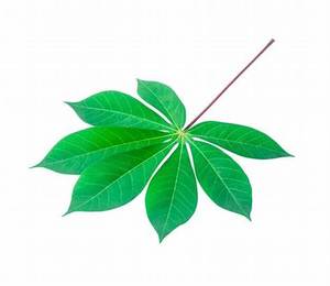 FEUILLES DE MANIOC TOUT NATURELLES/NUTRITIVES ET FRAIS/EN DIRECT DES FERMES VIETNAMIENNES - Product Image 6