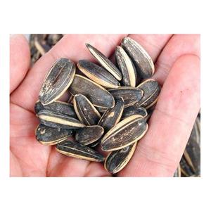 Noix de haute qualité en gros, graines de tournesol biologiques, noyaux SPK - Product Image 3