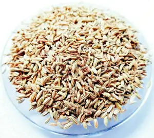 Factory Whole Spices Supplier Wholesale Price High Quality Green Fennel Seed