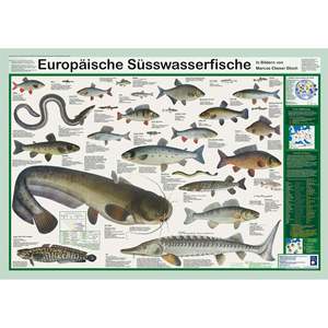 Póster de Peces de Agua Dulce DIN A1 Europeo, Diseño Alemán, Hecho de Papel para Decoración de Paredes - Product Image 1