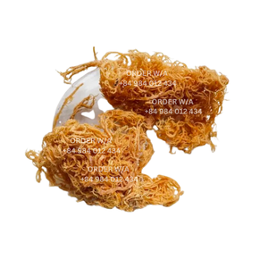 Pure Wildcrafted <b>Sea</b> <b>Moss</b> From Vietnam at Reasonable Prices <b>Irish</b> <b>Sea</b> <b>Moss</b> That Is Golden for Your Health - Product Image 2