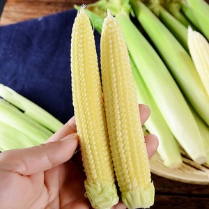 Maïs bébé surgelé de qualité supérieure récolté frais et traité IQF au Vietnam pour l'exportation - Product Image 2