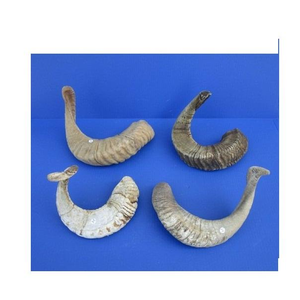Corne de bélier/corne de mouton de haute qualité artisanat naturel 100% corne de bélier de mouton naturelle polie par Tradebit - Product Image 6