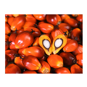 Nueces de Palma Orgánicas al Por Mayor al Mejor Precio de Fábrica - Product Image 3