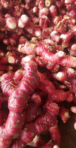 โรงงานเวียดนามจัดหาโดยตรงผลไม้ใหม่ราก Galangal สดทั้งราก Galangal - Product Image 3