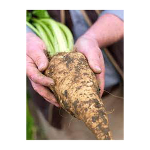 Icumsa น้ำตาลหัวบีท45เม็ดน้ำตาลอ้อยกลั่นวัสดุที่ดีที่สุดขายส่งเป็นเม็ด - Product Image 2