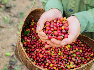 Café Arabica Spécial du Vietnam en Grains Qualité Premium Exportation Origine Vietnam B2B OEM Vente en Gros Faible MOQ Prix Compétitif - Product Image 3