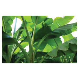 Bananes Cavendish fraîches de haute qualité du Viet Nam forme ronde feuille de bananier certifiée GAP - Product Image 3