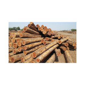 Troncos de eucalipto de alta calidad disponibles a precio de fábrica para compradores de madera al por mayor - Product Image 5