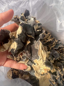 Suministro de hongos de la oreja de la nube de Vietnam, que ofrecen una estructura de oído intacta y un grosor consistente para la compra al por mayor - Product Image 4