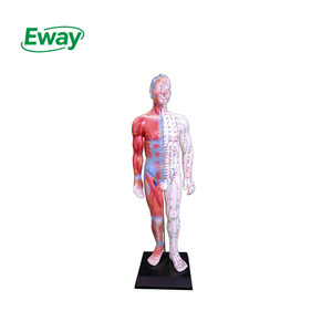 Acupuntura e Músculo Modelo 55CM Masculino para Escola Médica Ensino Formação Modelo Anatômico - Product Image 1