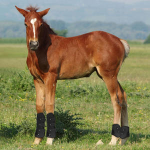 Botas de Montar a Caballo de Neopreno/Cuero de Alta Calidad, Elegantes y Protectoras para Tendones, Personalizables - Product Image 3